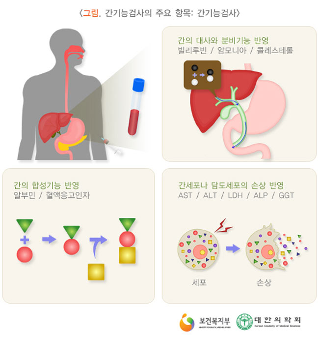 간 소엽 구조